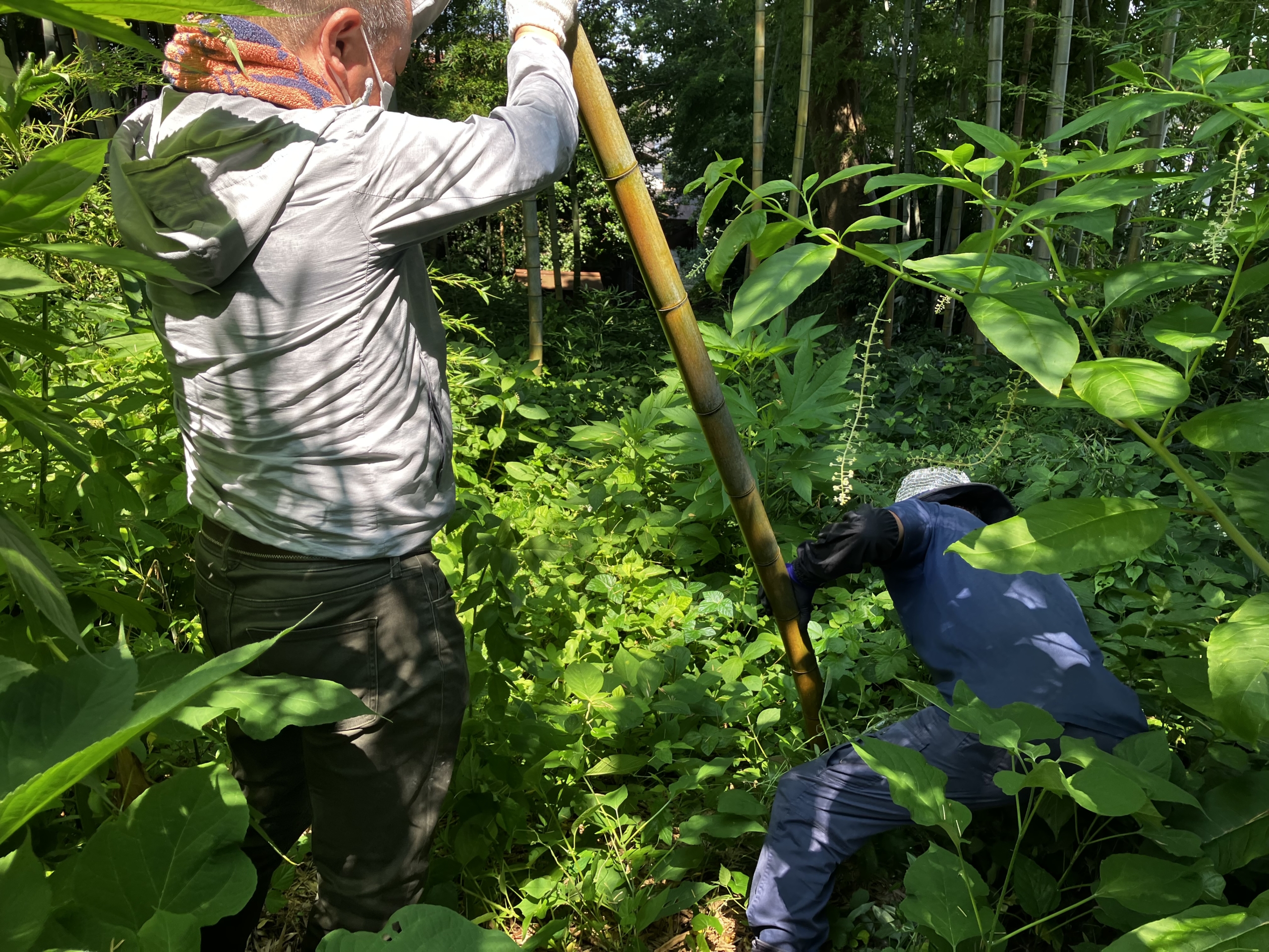 七夕の準備   笹の葉取りに出掛けました！