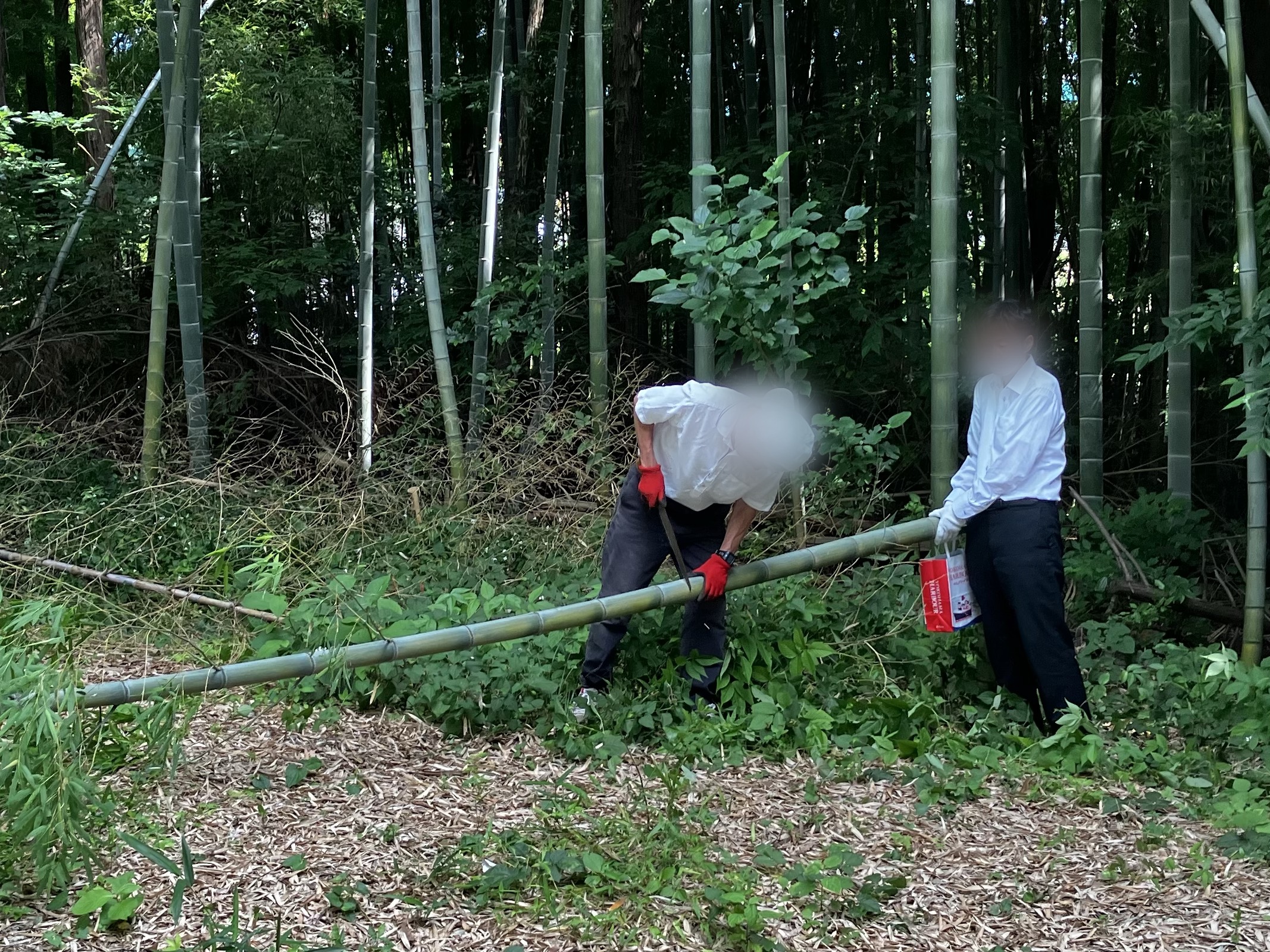 【七夕準備】白寿荘職員で笹の葉採りへ行きました！（2025年6月20日）