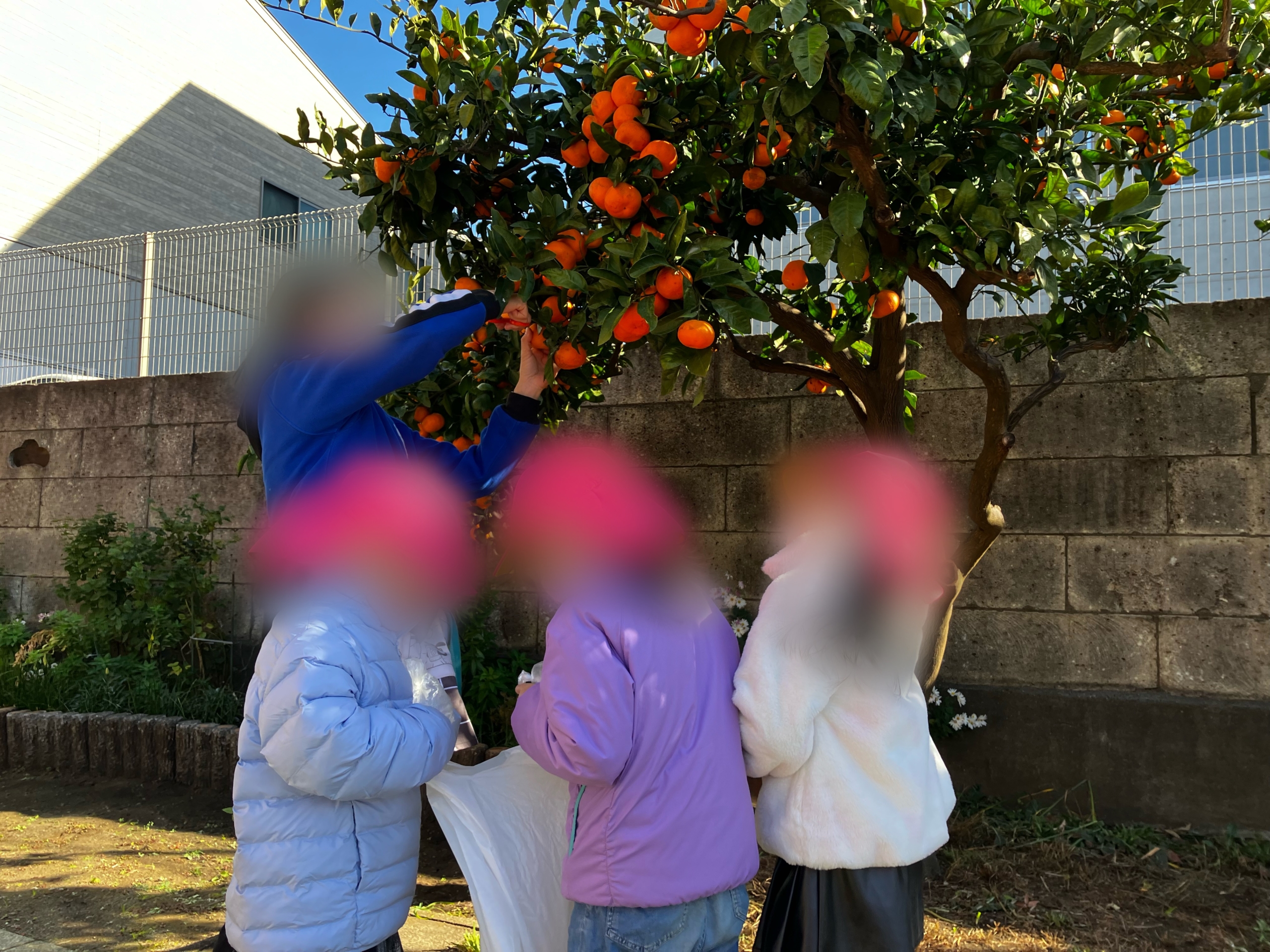 和泉保育園の子どもたちと、白寿荘でみかん狩り交流会を行いました！