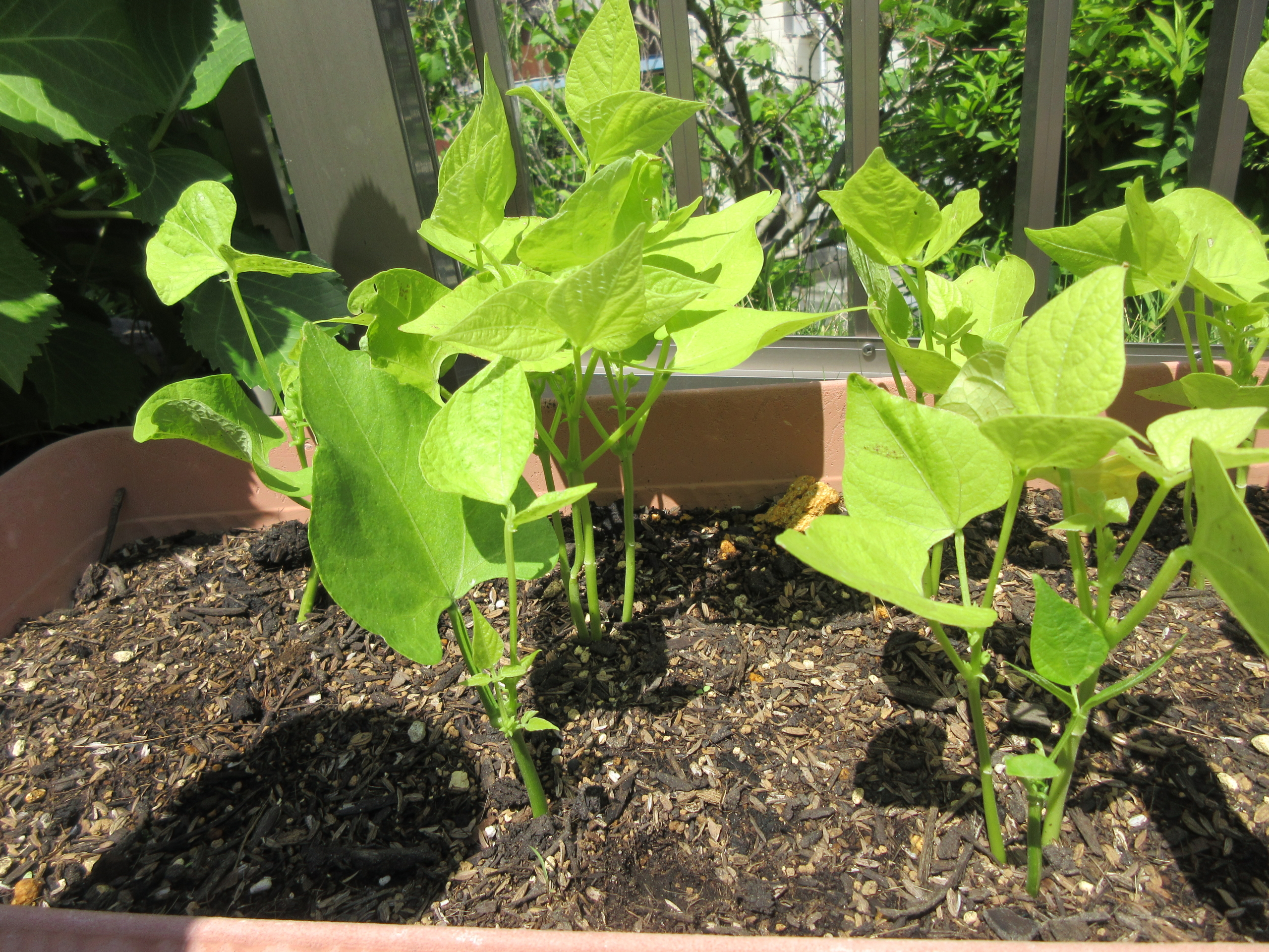 待ち遠しいぁ🍃