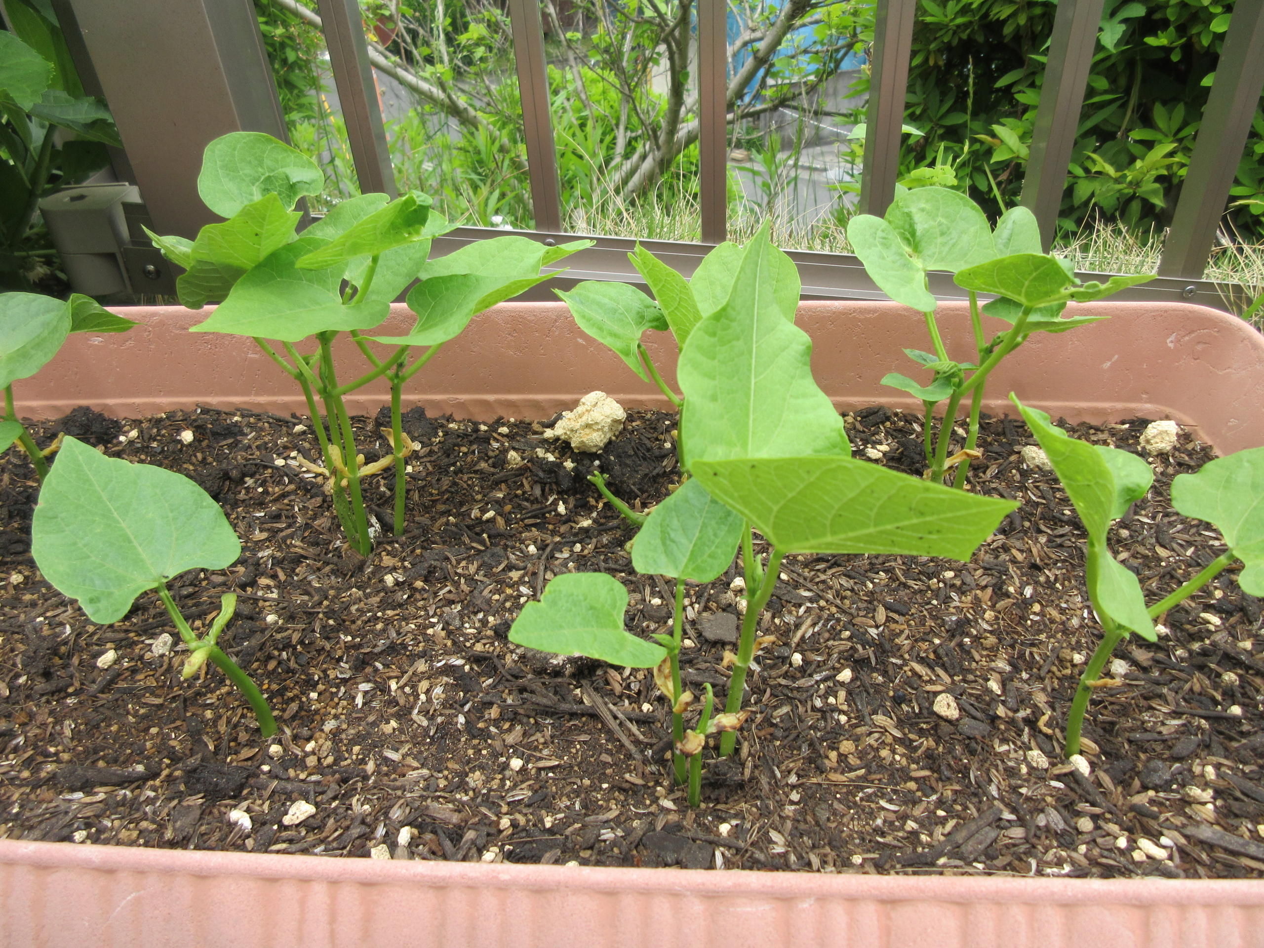 こんなに大きくなったよ！