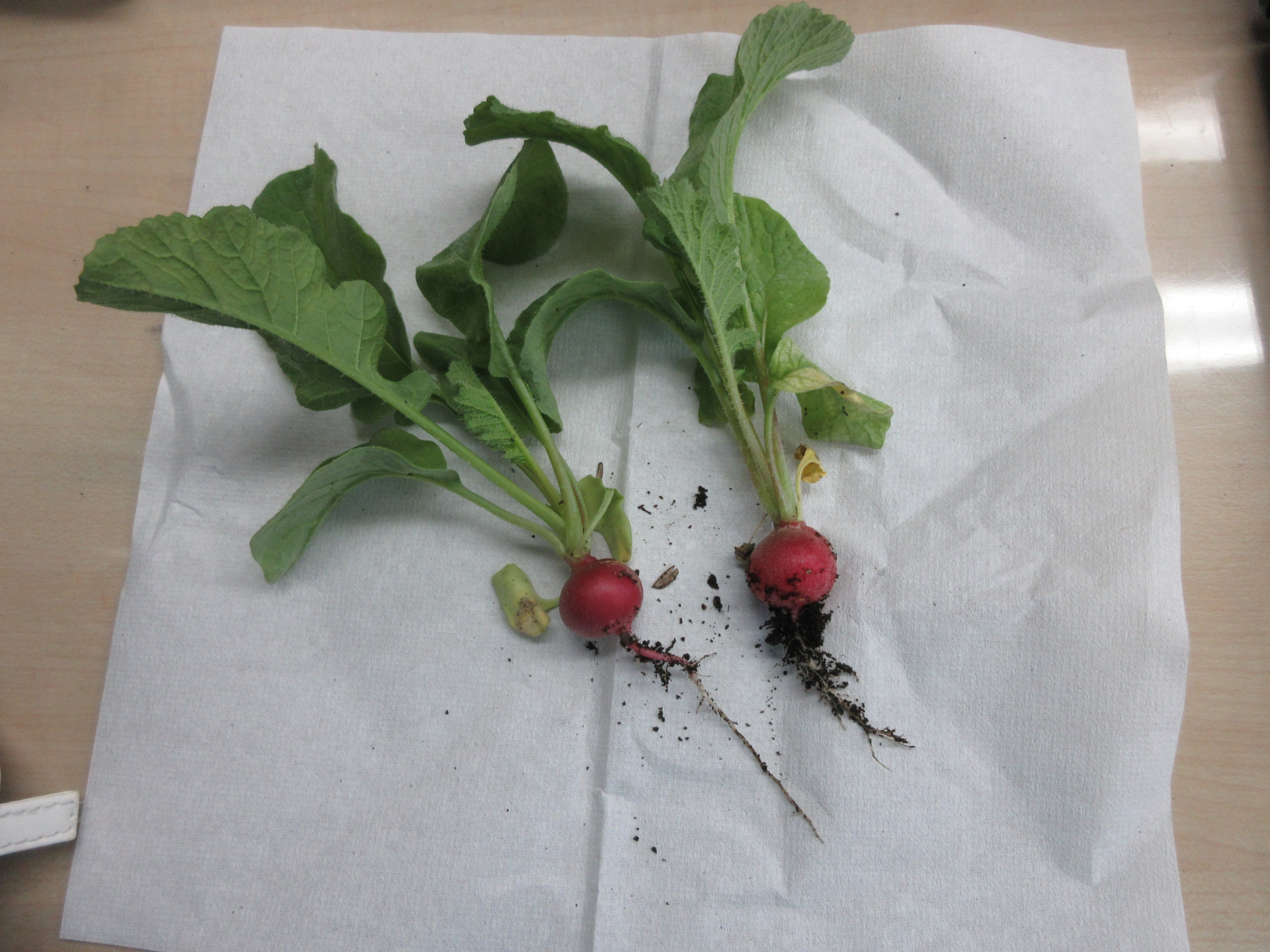 ラディッシュの収穫